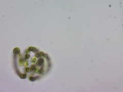 Dolichospermum