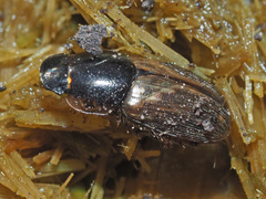 Melinopterus