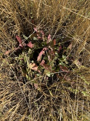 Oenothera cespitosa