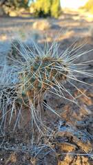 Opuntia trichophora
