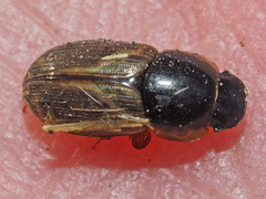 Melinopterus
