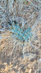 Opuntia trichophora