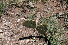 Opuntia phaeacantha