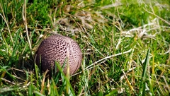 Lycoperdaceae