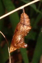 Polygonia interrogationis