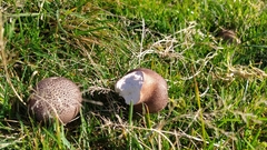 Lycoperdaceae