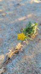 Senecio spartioides