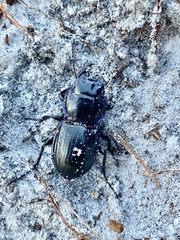 Pasimachus sublaevis