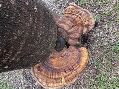Ganoderma zonatum