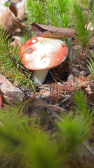 Russula cremoricolor