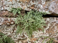 Asplenium montanum