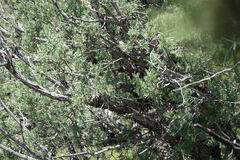 Juniperus deppeana
