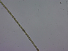 Planktothrix