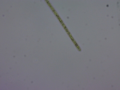 Planktothrix