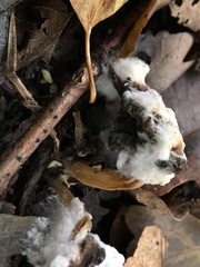 Beauveria bassiana