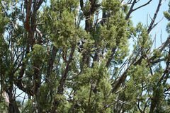 Juniperus deppeana