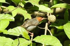 Orthotomus ruficeps