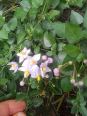 Solanum laxum