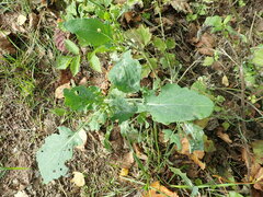 Brassica napus