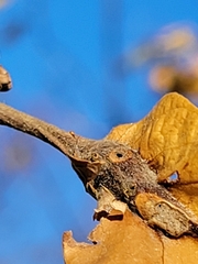 Andricus quercuspetiolicola