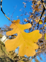 Andricus quercuspetiolicola