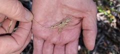 Elymus glabriflorus