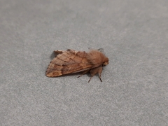 Ptilophora plumigera