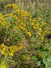 Solidago nemoralis
