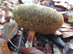 Xerocomellus chrysenteron