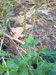 Verbena scabra