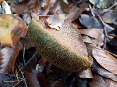 Xerocomellus chrysenteron