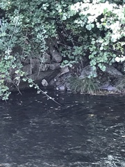 Cinclus cinclus aquaticus