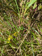 Solidago nemoralis