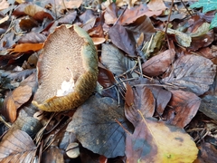 Xerocomellus chrysenteron