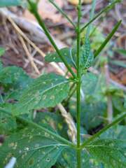 Verbena scabra