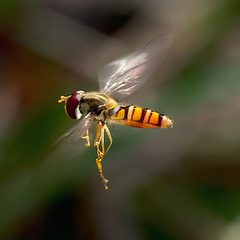 Episyrphus balteatus