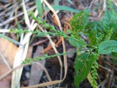 Verbena scabra