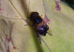 Syrphidae