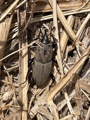 Sphenophorus coesifrons