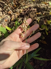 Sorghum bicolor