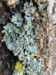 Phaeophyscia