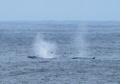 Balaenoptera physalus