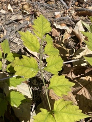 Campsis