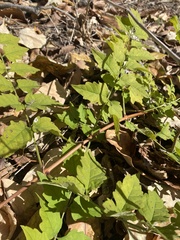 Campsis