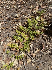 Campsis