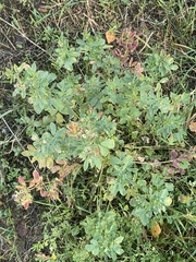 Medicago sativa