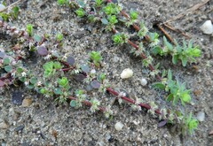 Illecebrum verticillatum