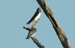 Artamus leucorynchus