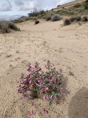 Penstemon albomarginatus