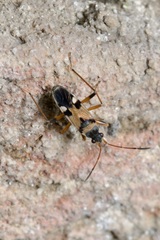Beosus quadripunctatus